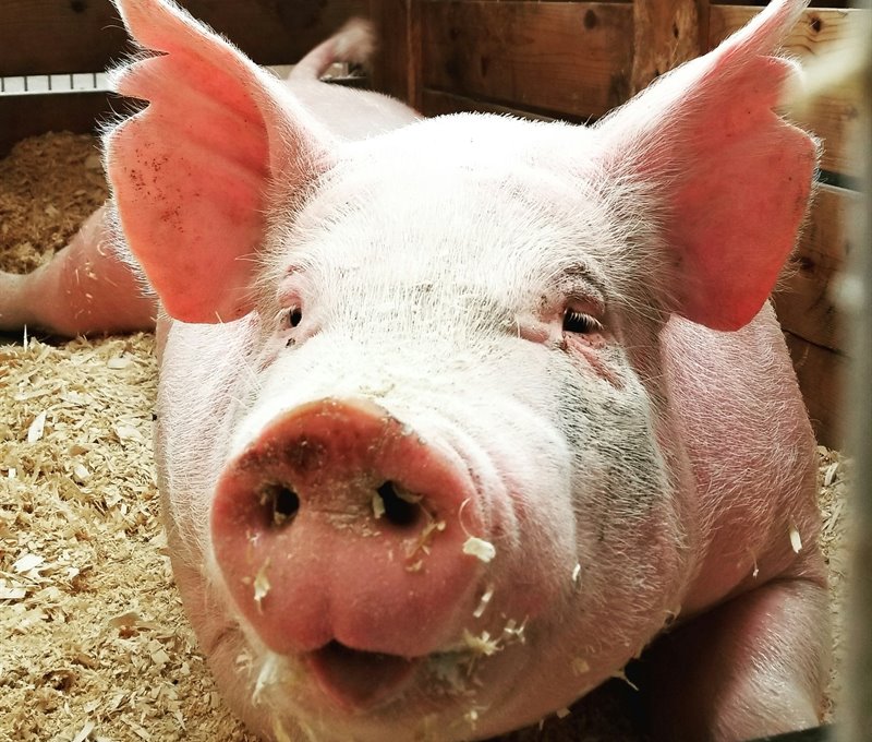 Piglet